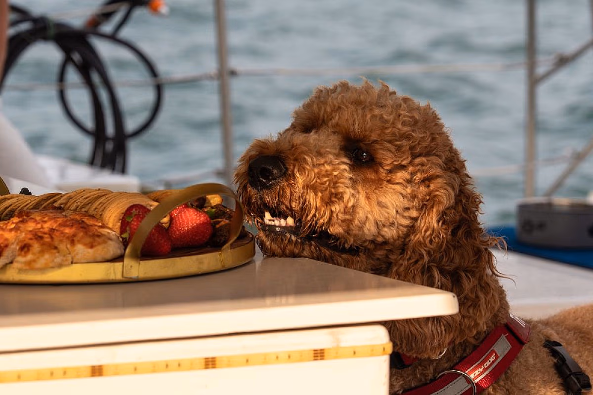 Dogs on Deck Harbour Cruise