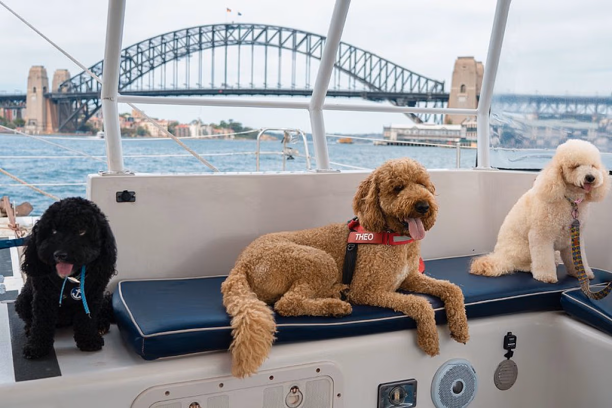 Dogs on Deck Harbour Cruise