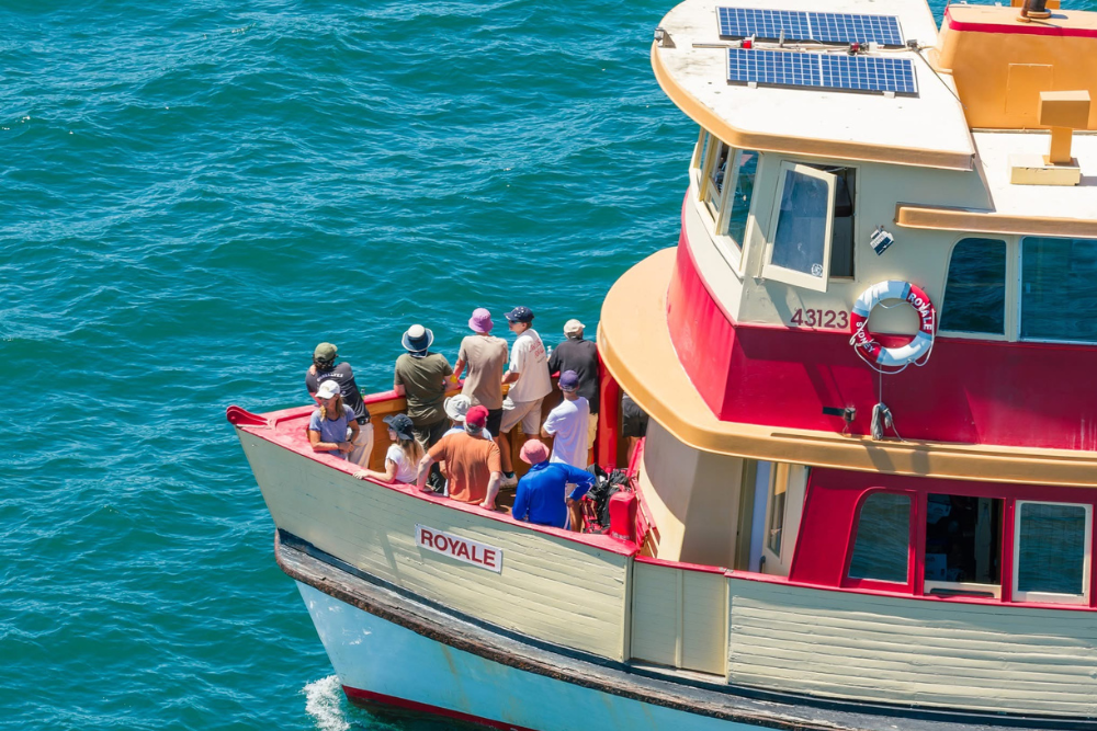 Royale Vivid Cruise Cruise - Featured Image