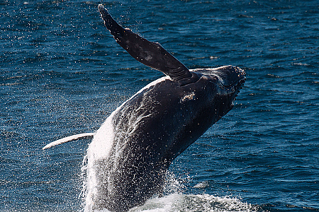 Lux Whale Watching