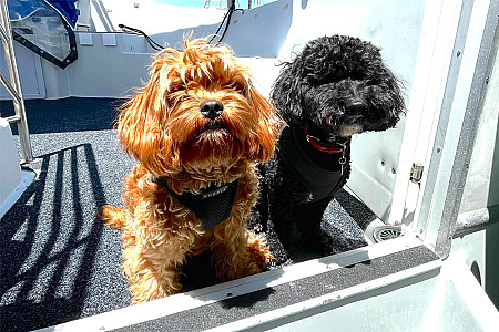 Dogs on Deck Harbour Cruise